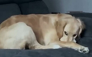 狗一抬頭「懷裡蹦出小驚喜」!牠掙扎啊啊叫:終於能呼吸