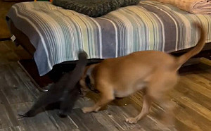 貓能量爆發「倒轉朝天跑椅子」!狗看傻狂阻止:你瘋了?