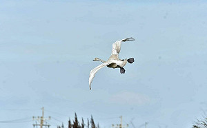 芬蘭「黃嘴天鵝」現身苗栗通霄！落單「迷鳥」意外成當地嬌點