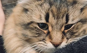 出門15分鐘!回家受貓強烈歡迎 「緊抱呼嚕」撒嬌不停