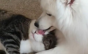 被狗寵壞的貓咪!「爽躺膝枕」受甜蜜清潔:不想分開啦