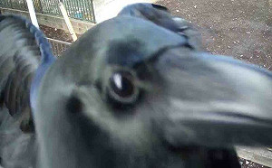 監視器提示鏡頭被干擾!一開「大黑臉蹦出」:你在拍我嗎