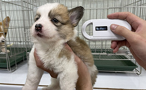 假送養真買賣 新北動保處呼籲民眾直接通報檢舉