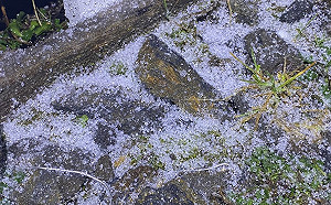 寒流發威!玉山晚間降下冰霰15分鐘