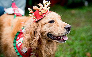 2022新北毛寶貝耶誕趴12/24板車登場   各式寵物見面會好玩又好康