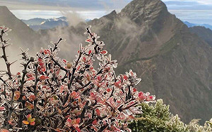 玉山結凍了!萬物全被冰衣包裹 網讚嘆 :太美了