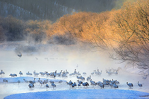 福爾摩沙絕非浪得虛名！台灣有超過600種鳥類被記錄