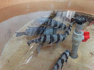 美麗又美味 夢幻之魚游出夢境