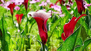 來去彩芋花海一日遊  桃園「芋」見藝術