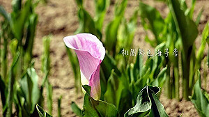 漫步航空城後花園 彩芋迎著初夏的風搖曳到5月底