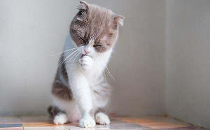 秒懂喵星人身體語言  玩到一半總愛停下來理毛是為何？