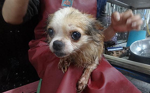 新店驚見大批老殘品種犬遭棄 新北動保處懸賞緝凶