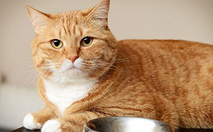 貓奴注意 伺候主子吃飯有規矩