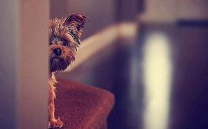 汪星人為何搞孤僻？原因在這裡！