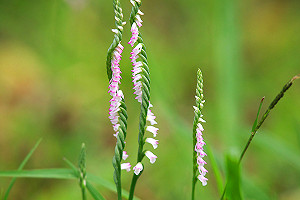瀕危珍稀「綬草」保育有成  高美燈塔旁遍地開花