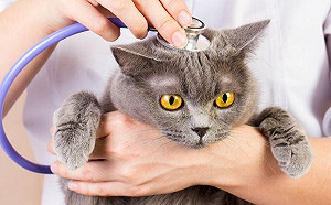 貓瘟和腹膜炎！貓奴聞之喪膽的兩大傳染病