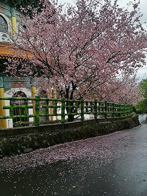 抓住最後美景！ 淡水天元宮落雨打落櫻花成粉紅河流