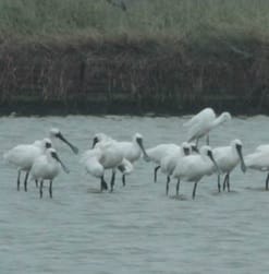 保留淺坪式虱目魚塭 創造黑面琵鷺的快樂天堂