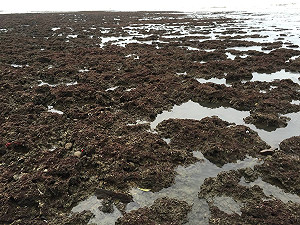 環團要求護藻礁 桃市府：依科學證據劃保護區