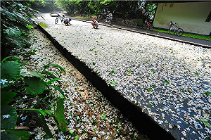落花如雪 桐花祭5條賞桐小徑看五月雪
