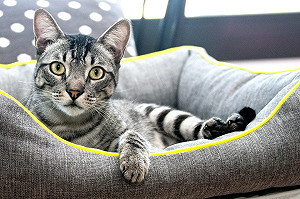 真的沒騙你！喵星人比較愛馬麻