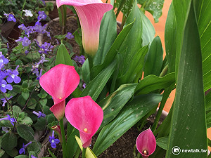 草花產業起飛  看見桃園溪海的未來