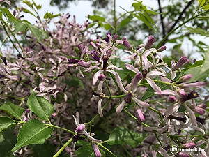 搭三鐵走紫色花道 淡水河邊金鈴子秘境大爆發