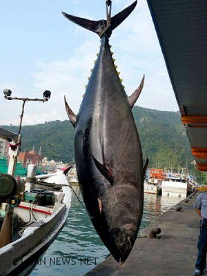 2017鮪魚季正式啟動  宜蘭第一鮪拍賣110萬元成交