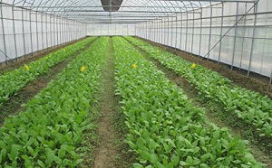 開心農場AR版！清大邀你一起種菜搶「按讚數」