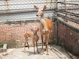 鹿茸也能蓋印章！專家教你怎麼挑