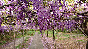 花轟世界在淡水　神祕紫藤浪漫粉櫻一次拍個夠