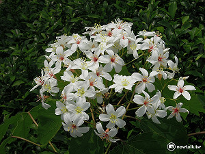 季節限定五月雪步道　桐花小旅行全攻略