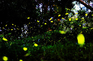 夜訪螢河美景 台中賞螢秘境全攻略