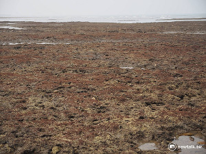直擊7000年歷史台灣稀有藻礁  紅色海藻附岩脊10年才長1公分