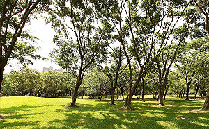世界書香日 到大安森林公園聽花婆婆說故事
