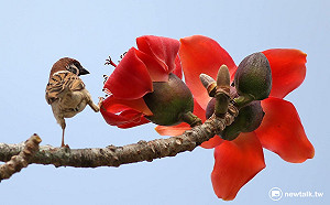 市中心就能遇見飛羽精靈  直擊台北5大賞鳥地