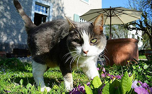 超意外！喵星人最害怕的季節竟然是春天