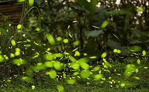 搭捷運看火金姑！台北市賞螢秘境大曝光