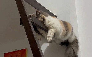 遠看貓咪在睡覺!近看飼主「嚇一跳」 奇葩休息法笑翻人