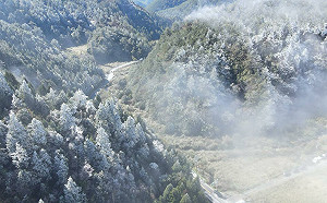 寒流襲台!武陵農場變身銀白仙境 「糖霜楓葉」現身