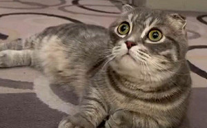 貓咪首次目擊「飼主洗澡」!超狂反應笑翻網:你還好嗎