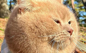 橘貓胖臉像「被圓規畫出」！渾然天成超飽滿　萌翻3萬人