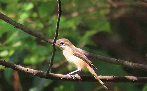 新北藤寮坑溝及大窠坑溪生態調查 物種多達120種 