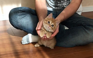 小浪貓自有想法!選名字「同張選2次」不猶豫:這個好聽