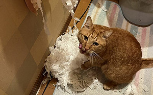 飼主曬「行壞證據」淚喊:牠是惡魔!橘貓輕蔑舔嘴不認罪