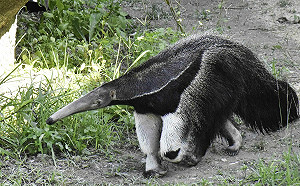哭!北市動物園大食蟻獸「口袋莎」難產亡  長頸鹿「菊忠」老死