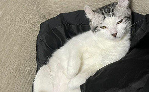 貓眼睛無神是生病?醫診斷完「1句」笑翻飼主:牠很任性