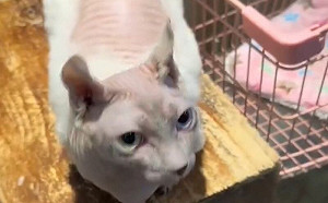 無毛貓被凍到長毛?飼主見狀嚇壞