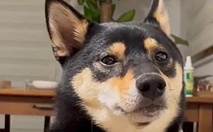 別靠近我!飼主面戴1物嚇壞柴犬