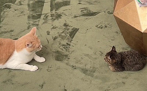 先住貓想偷襲！牠用1招反將一軍